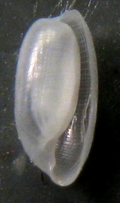 Cylichnina cfr. crebrisculpta